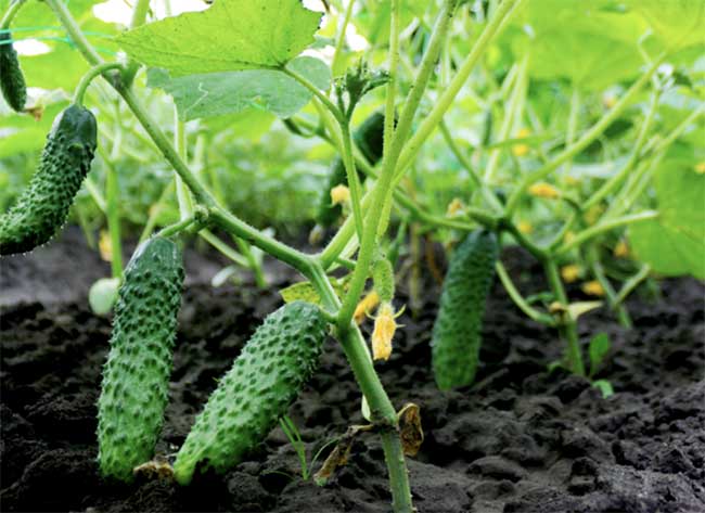 7 tips for growing cucumbers