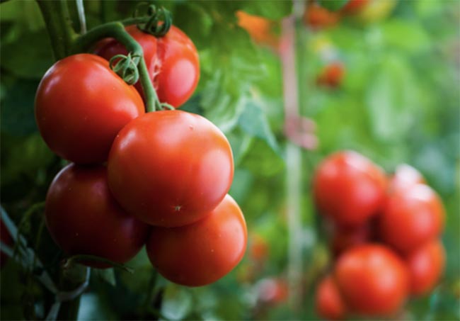 Tomatoes Growing Secrets for Maximum Yield